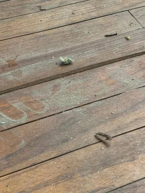 Wooden deck with debris and a clump of something fuzzy.