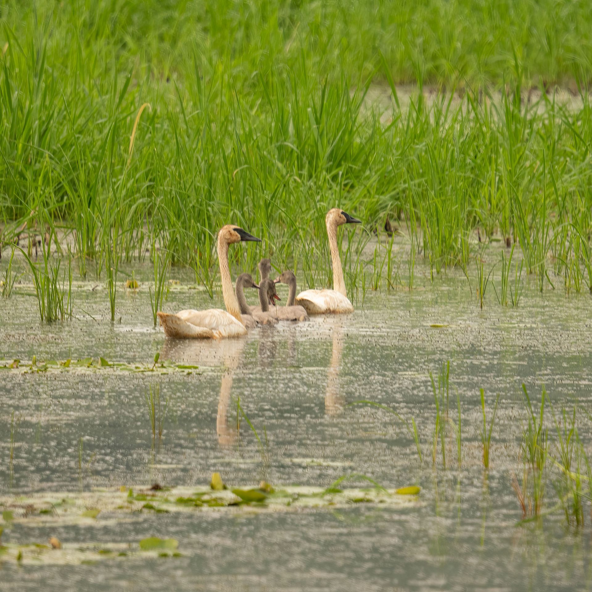 Two swans swimming in a green marsh with tall grass and reflections on the water