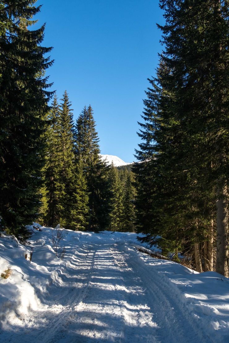 Snow-covered forest road between tall pine trees under a clear blue sky