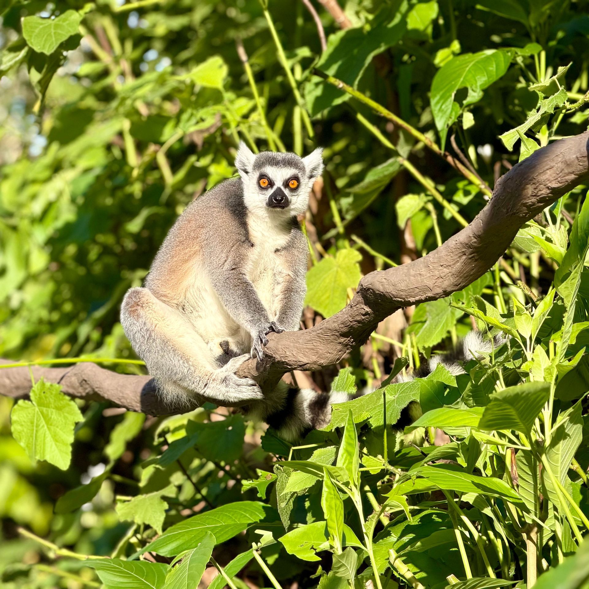 Ring-tailed lemur perched on a tree branch in dense green foliage, looking at the camera