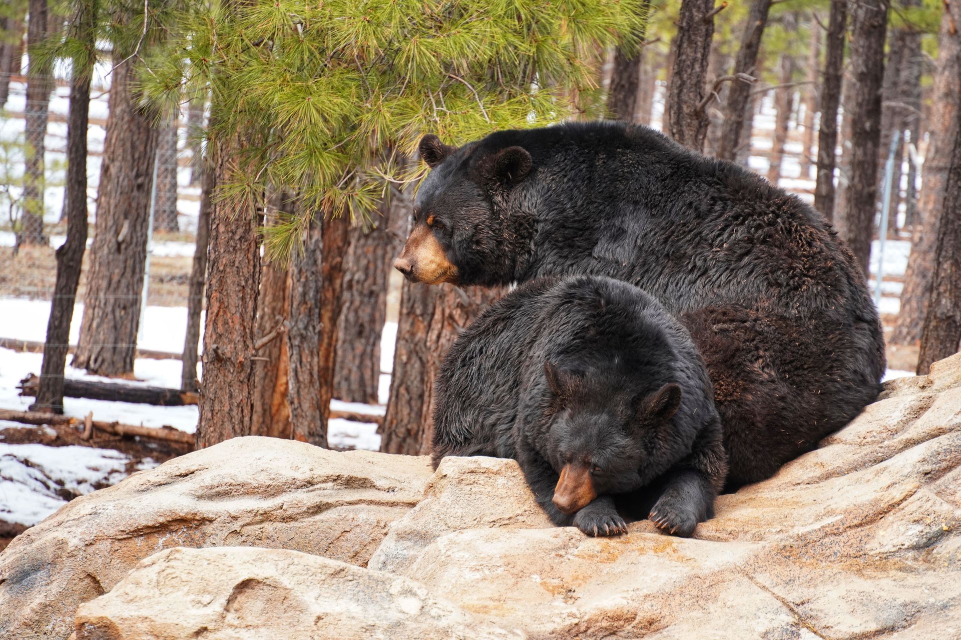 Two black bears resting on a rocky ledge in a snowy forest