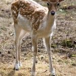 Avoid Hitting Deer