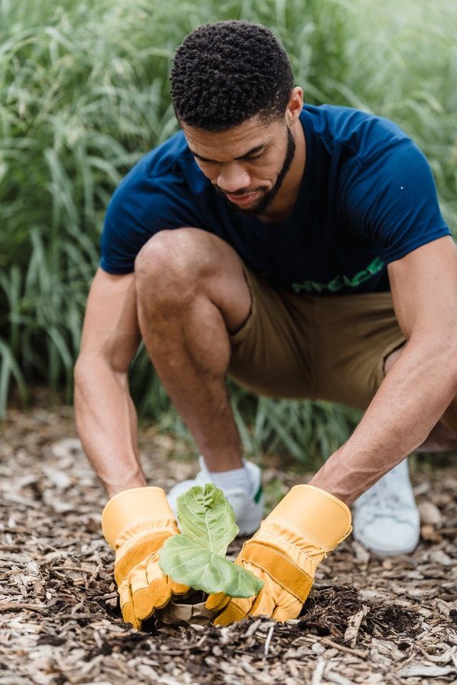 A man wearing yellow gloves is planting a small plant in the ground.