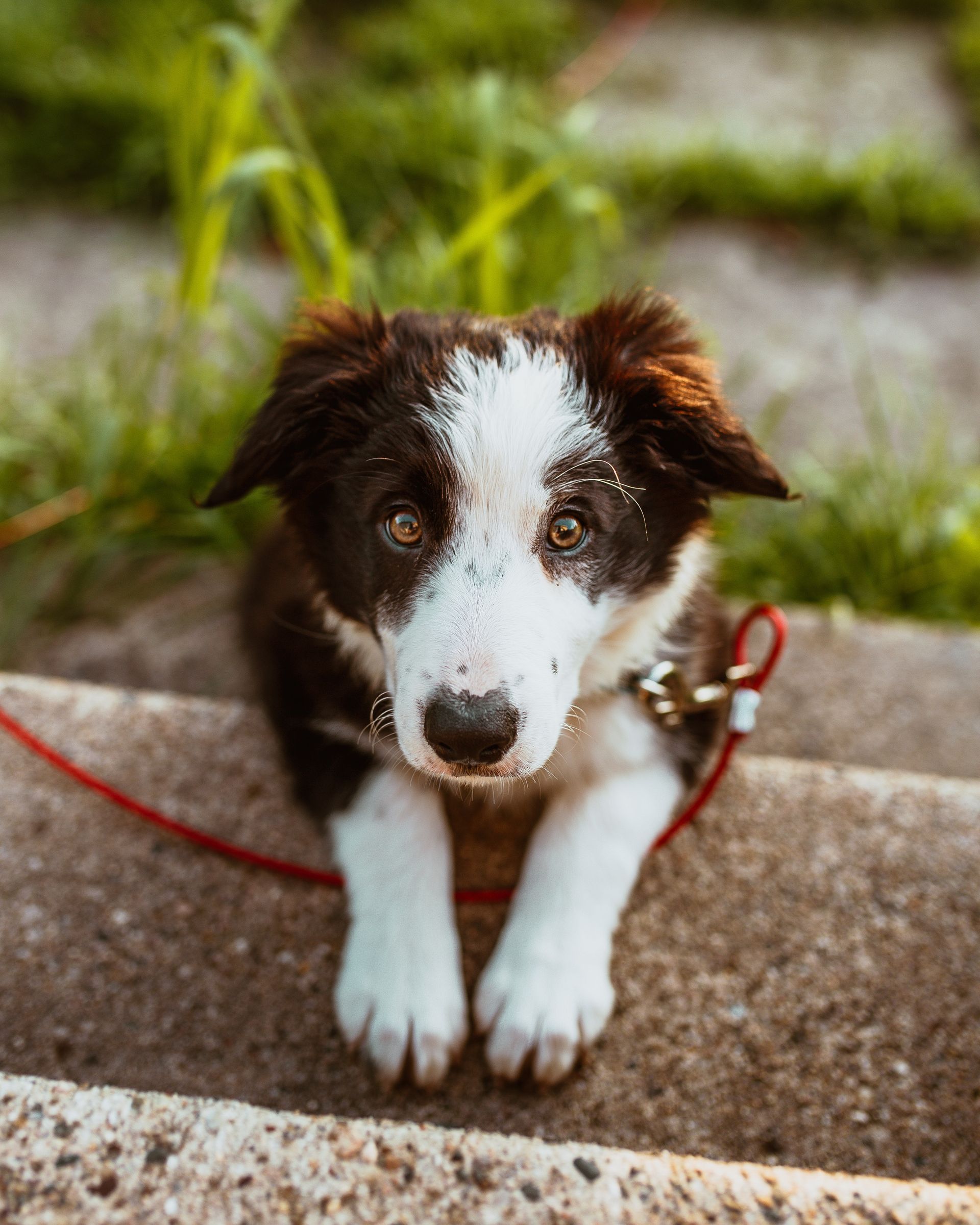 A black and white puppy is sitting on a concrete step on a leash.