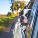 Severe Weather and Pets