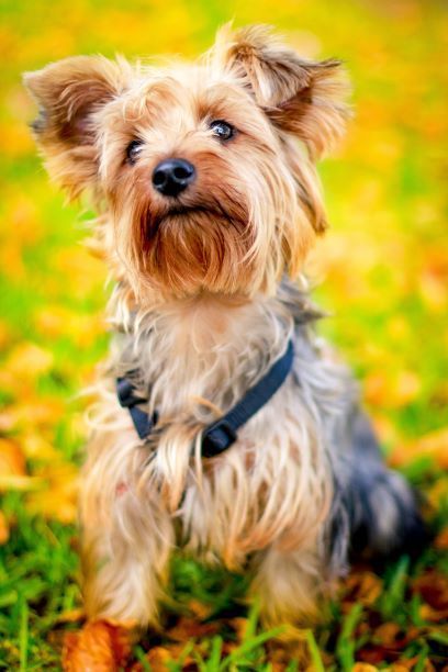 A small dog is sitting in the grass and looking at the camera.
