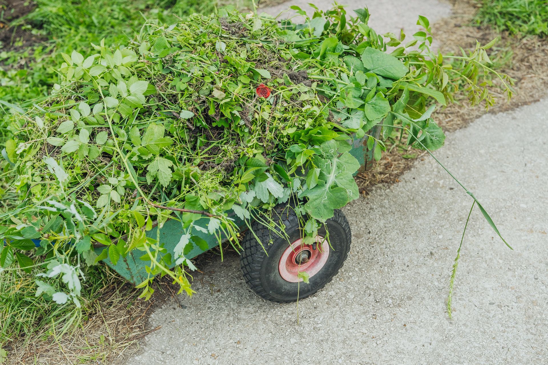 A green wheelbarrow completely filled with organic yard waste and thick plant trimmings ready for residential debris hauling.