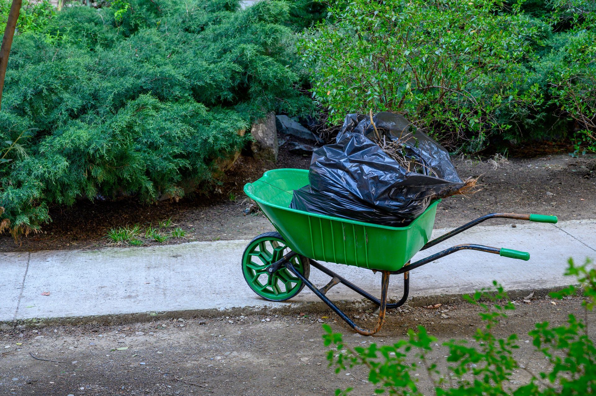 Green wheelbarrow holding a black trash bag filled with branches and yard debris in a garden setting.