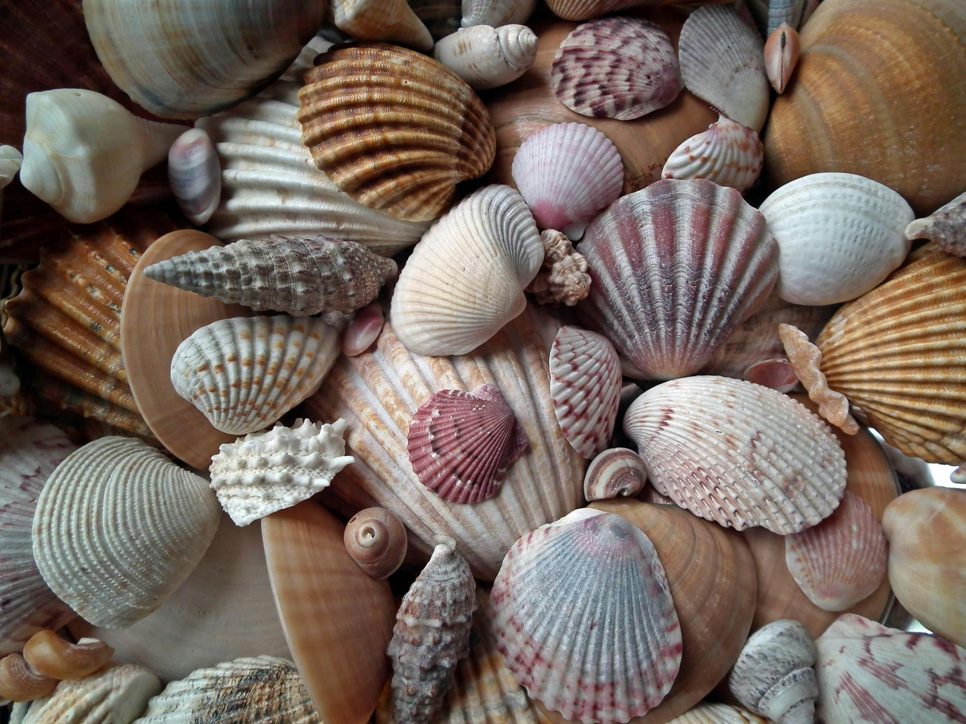A dense, overhead collection of various seashells in shades of white, brown, tan, and soft pink.