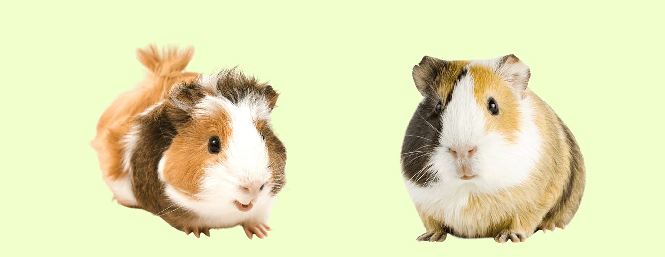 Two guinea pigs on a light green background. One has a fluffy hairdo, and the other has multi-colored fur.