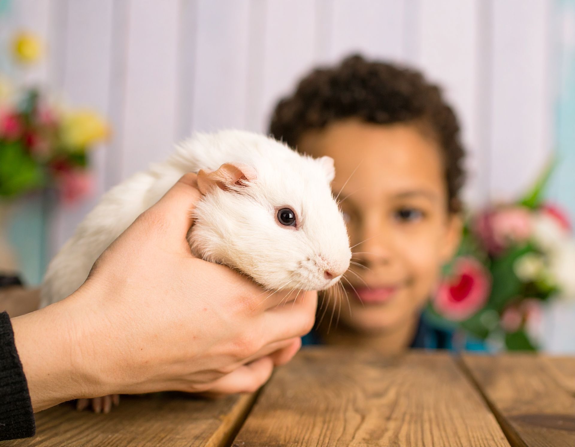 Person holding a white guinea pig on a wooden table; a child smiles in the background.