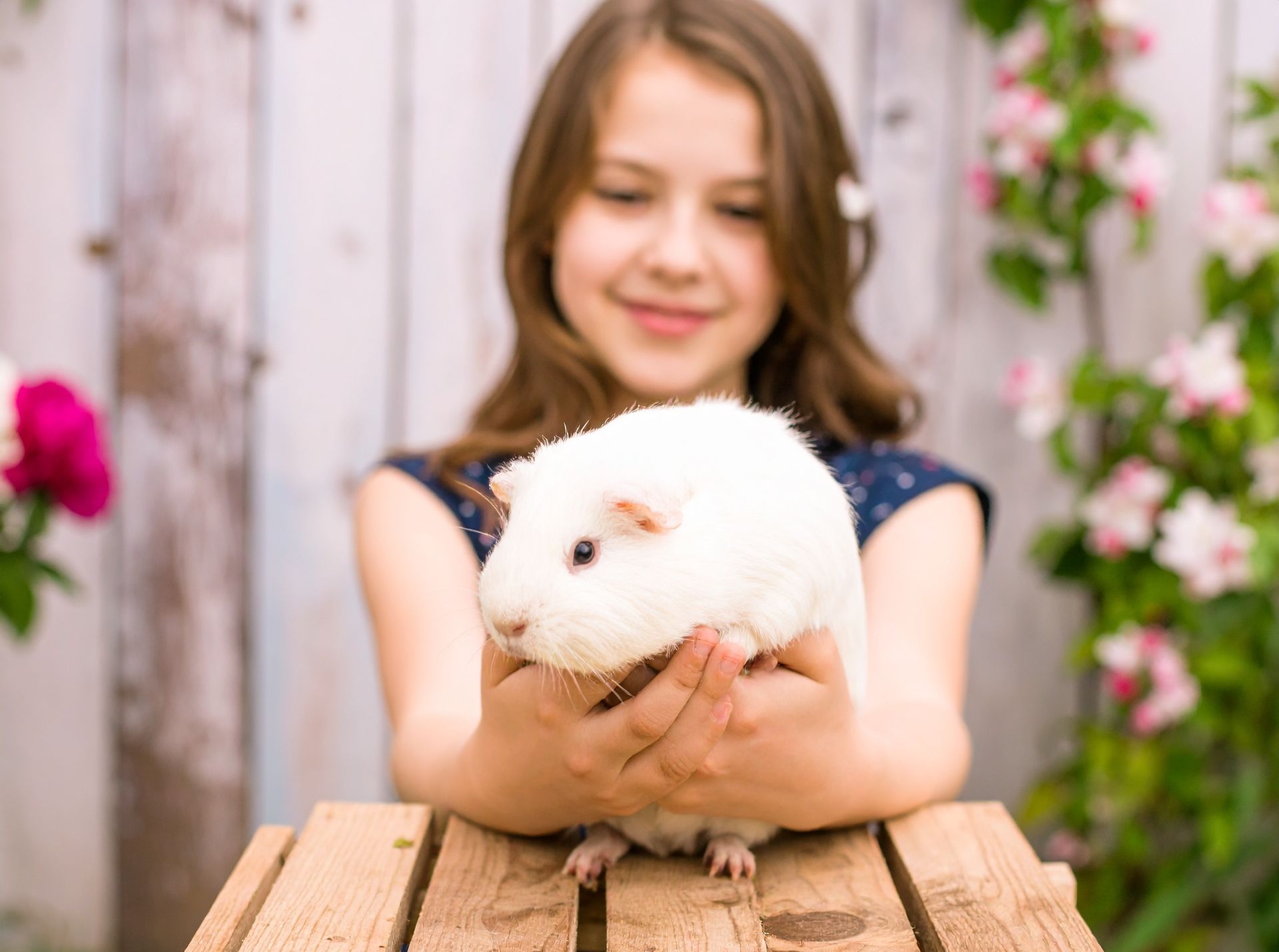 Girl holding a white guinea pig on a wooden crate, smiling. Pink flowers and wooden backdrop.