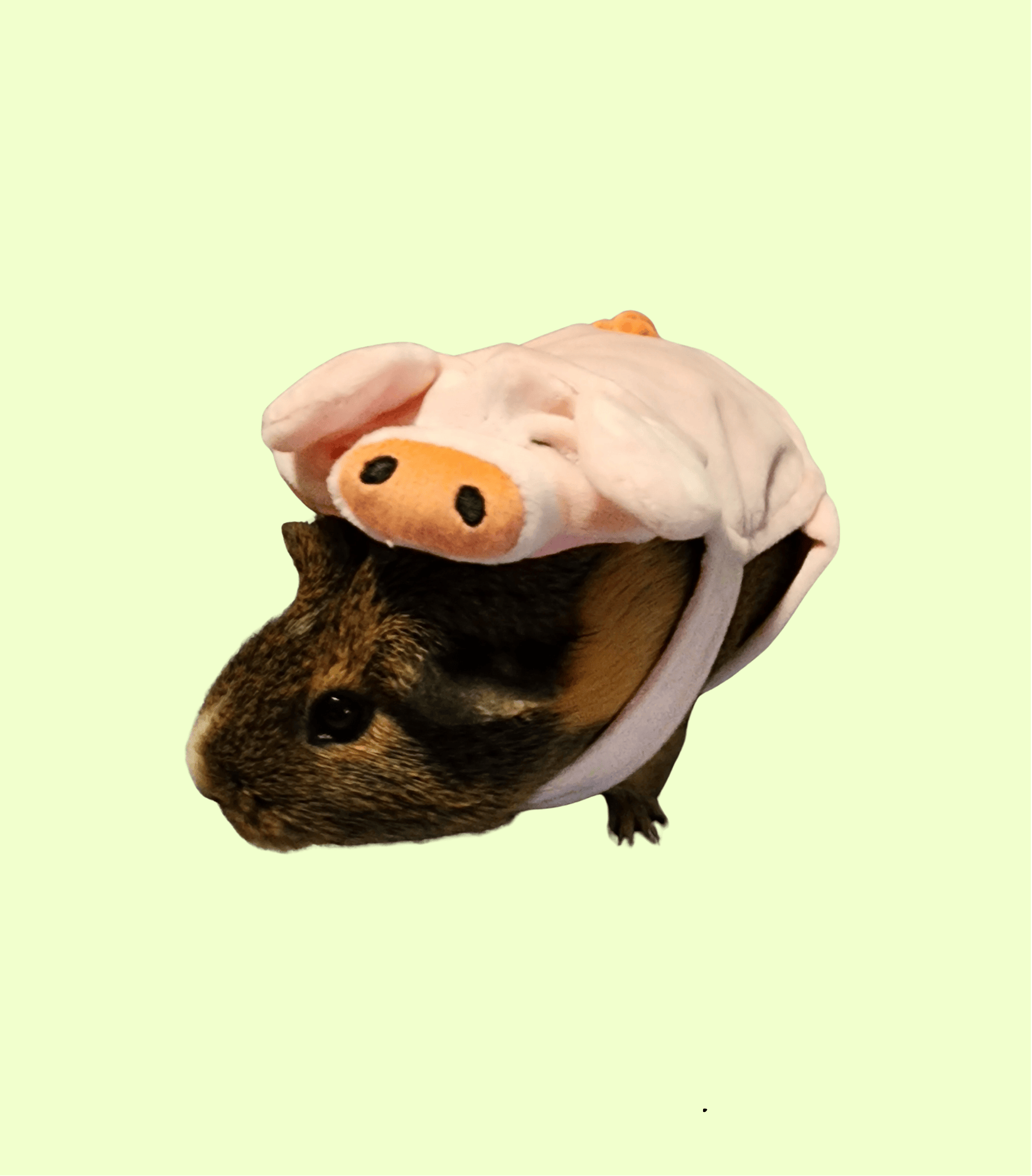 Guinea pig wearing a pink pig costume with a beige background.