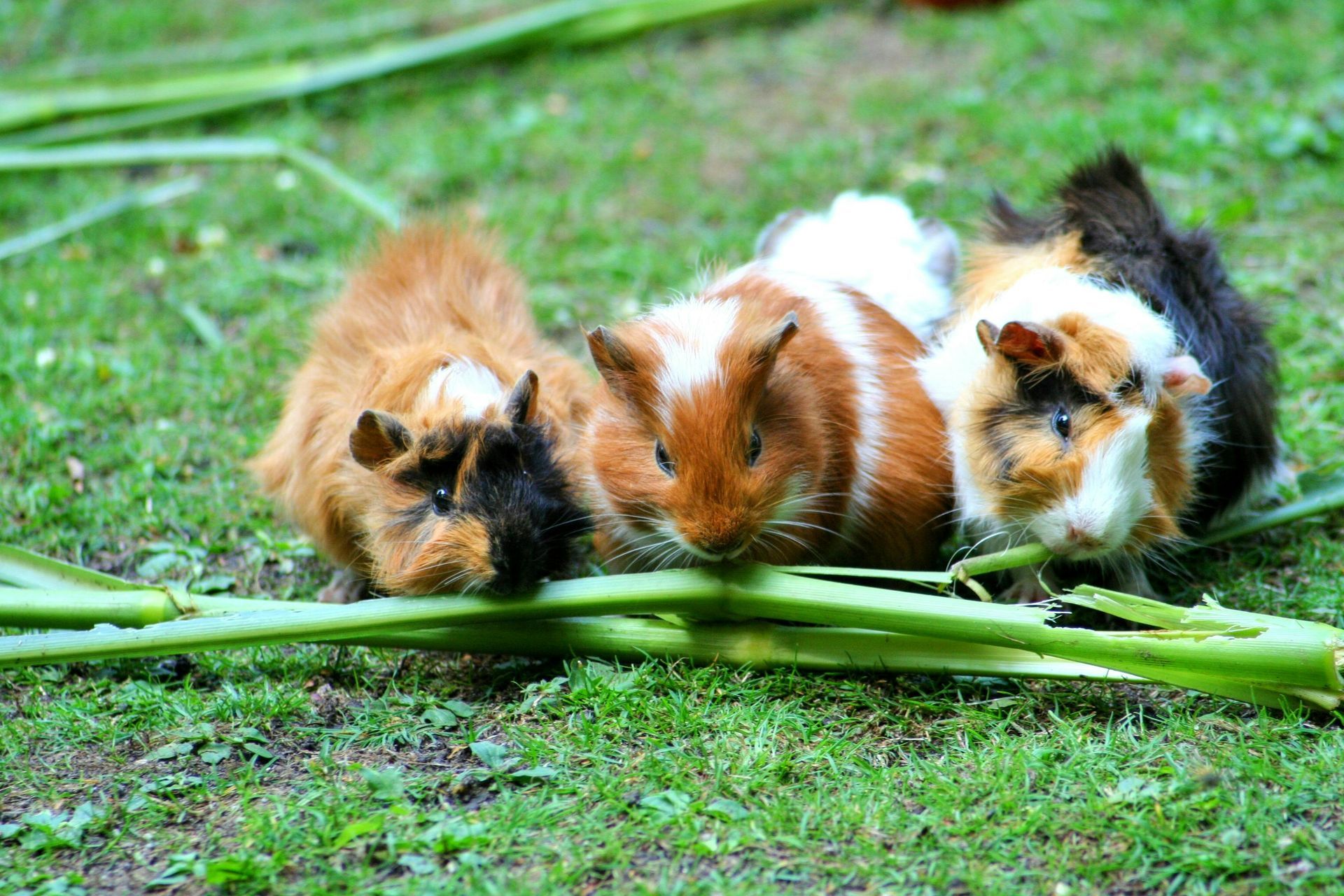 Three guinea pigs eating grass on green grass.