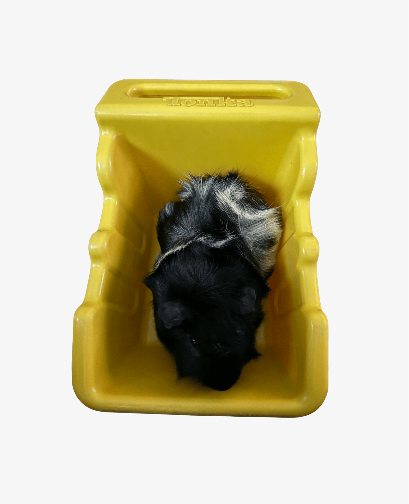 Guinea pig, black and white fur, inside a yellow plastic carrier.