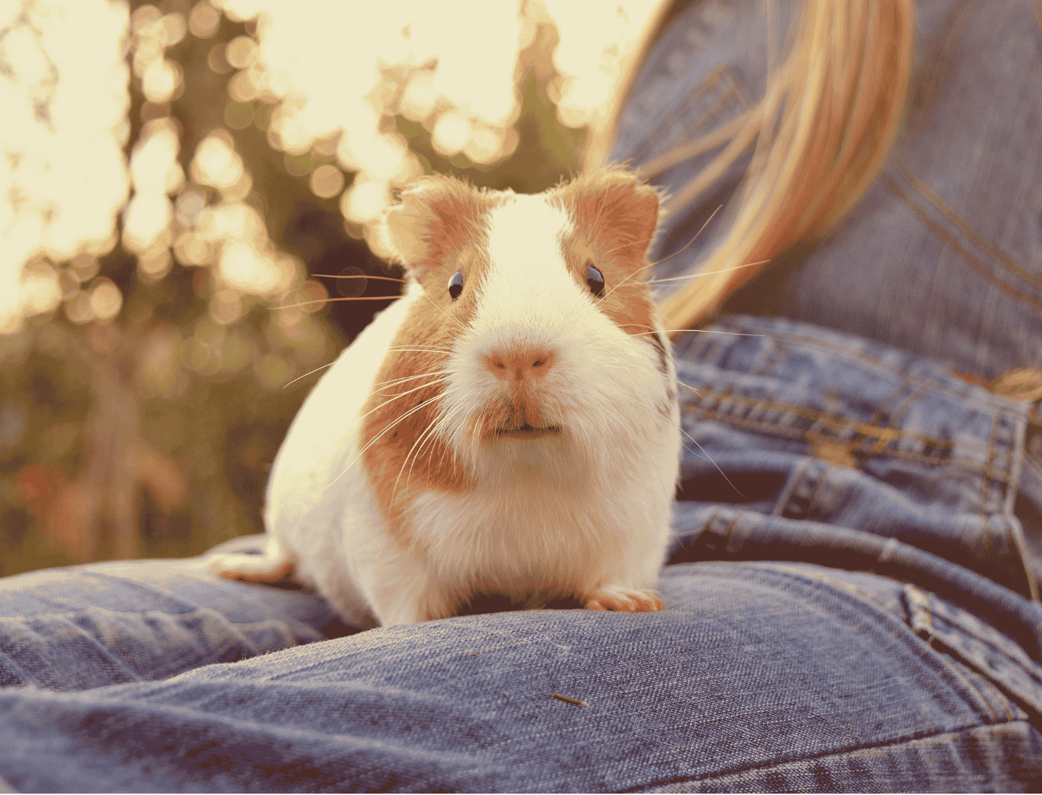 Guinea pig sitting on someone's lap. White and brown fur, outdoors.