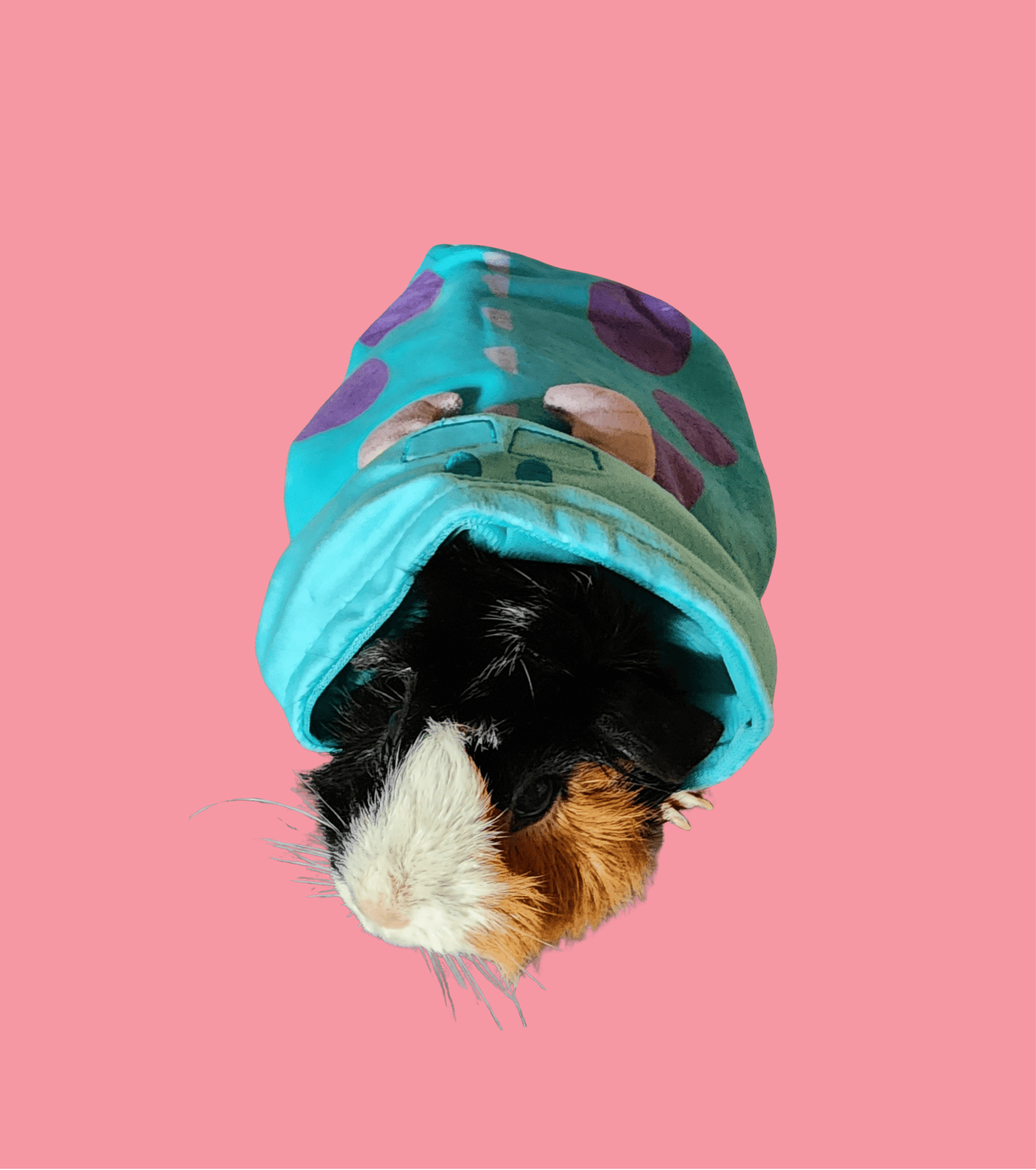 Guinea pig in a turquoise sleeping bag with purple polka dots, on a pink background.