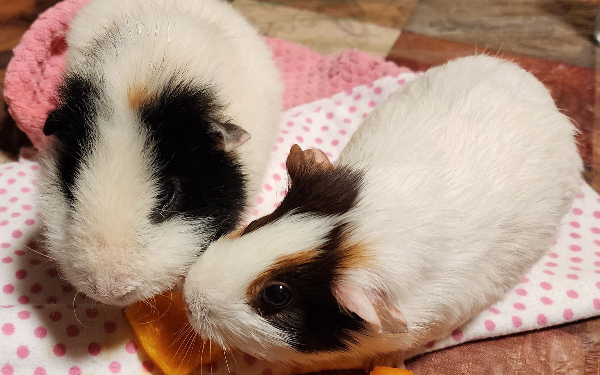 Two guinea pigs with white and brown fur eating carrots on a pink polka dot blanket.
