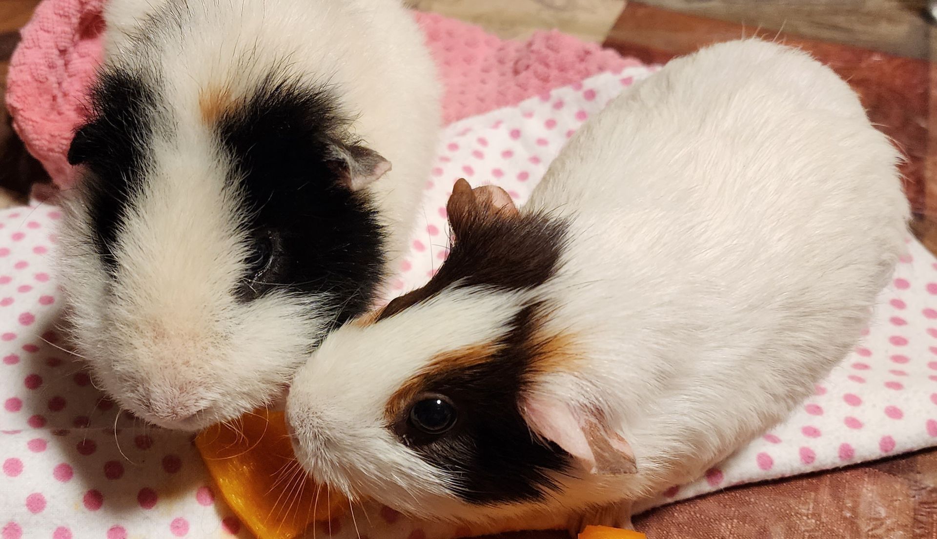 Two guinea pigs, one with a black face, the other with a brown face, on pink polka dot cloth, eating carrot.