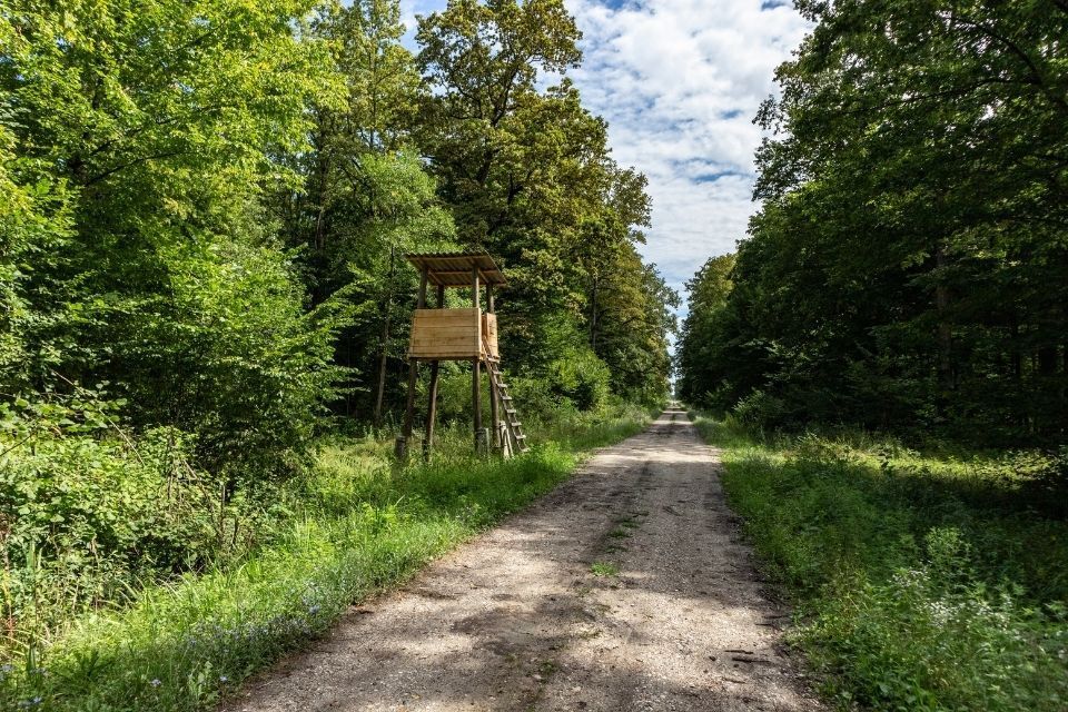 foresta