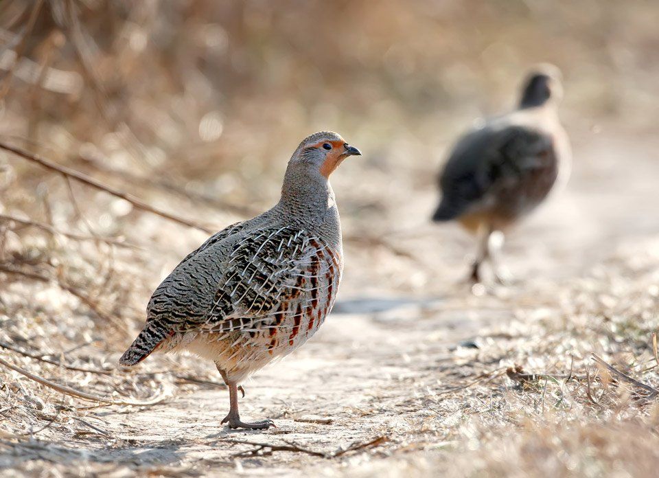 Perdix perdix