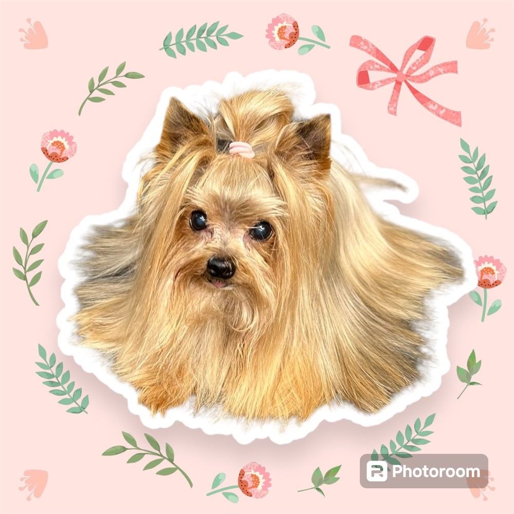 A yorkshire terrier dog is sitting on a pink background with flowers and leaves.