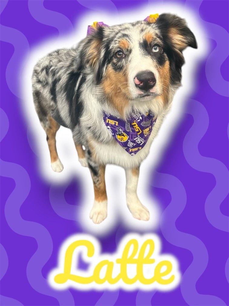 A picture of a dog named latte on a purple background