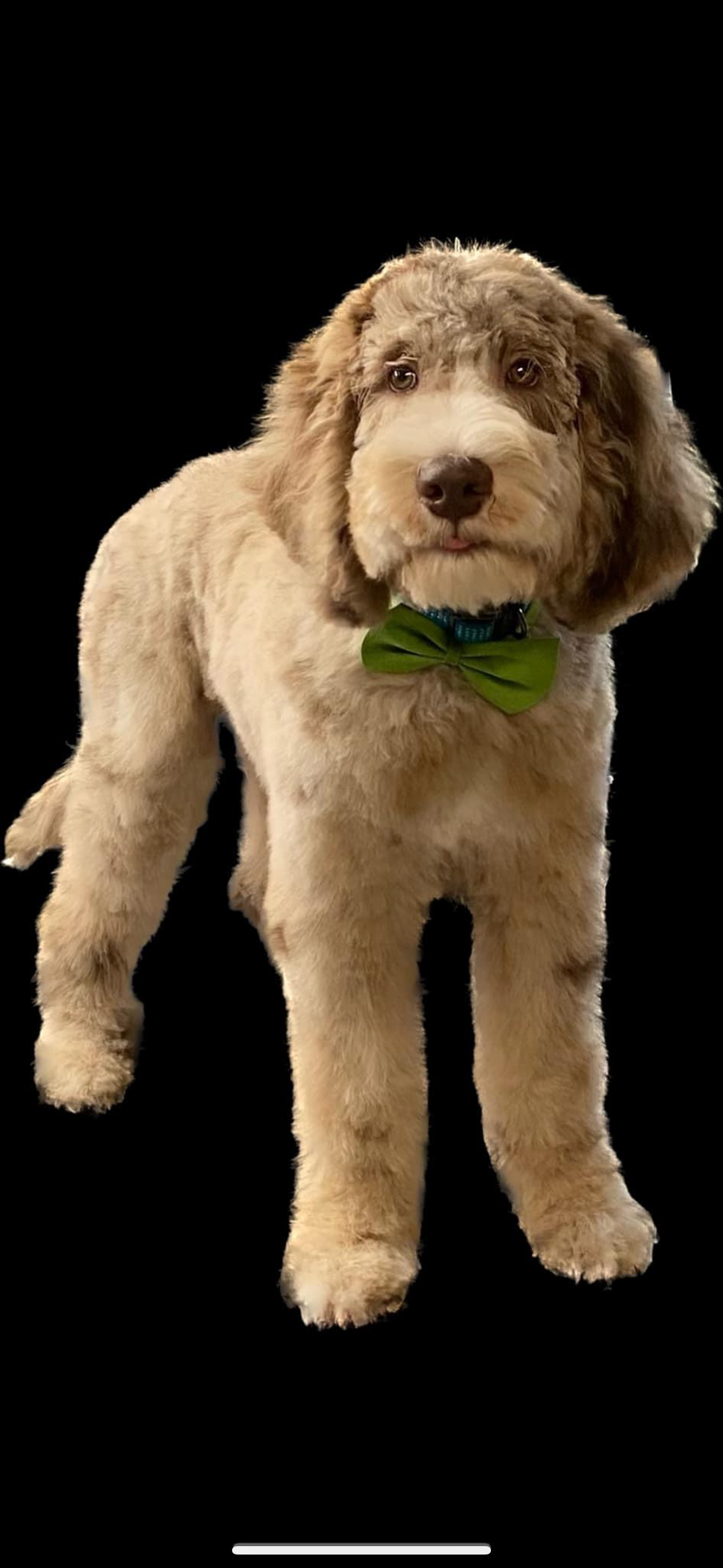 A brown and white dog wearing a green bow tie is standing on a black background.