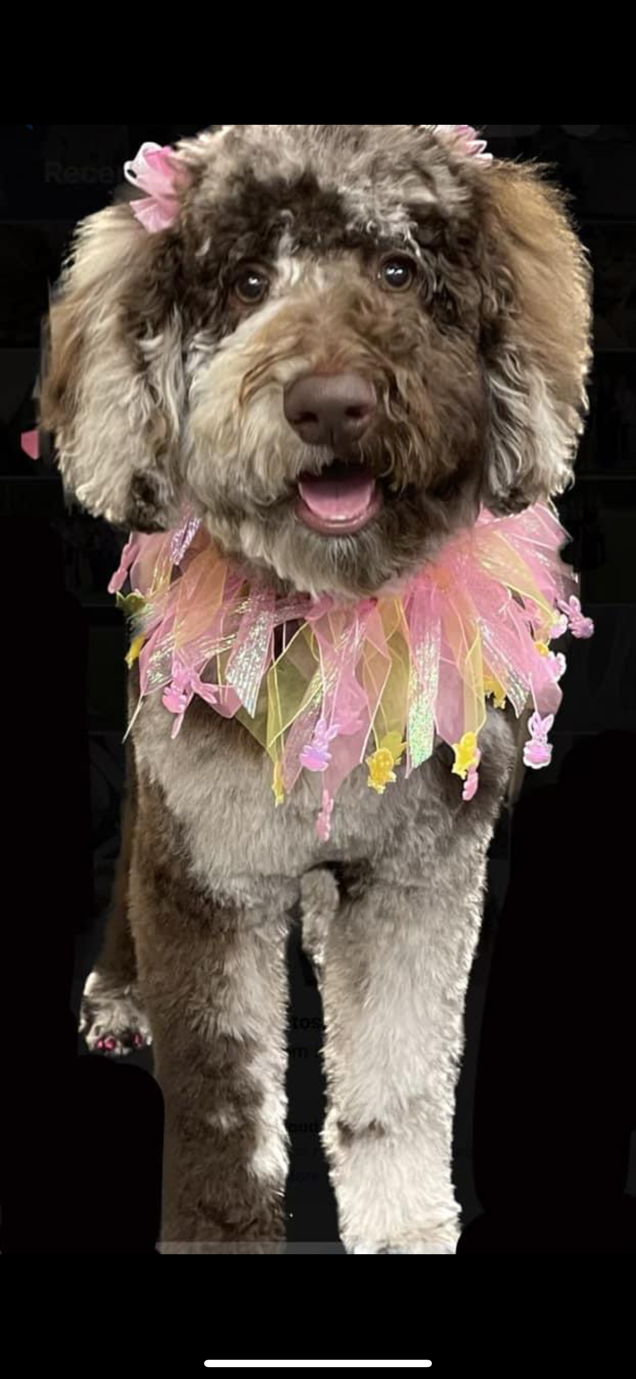 A small dog wearing a pink lei around its neck.