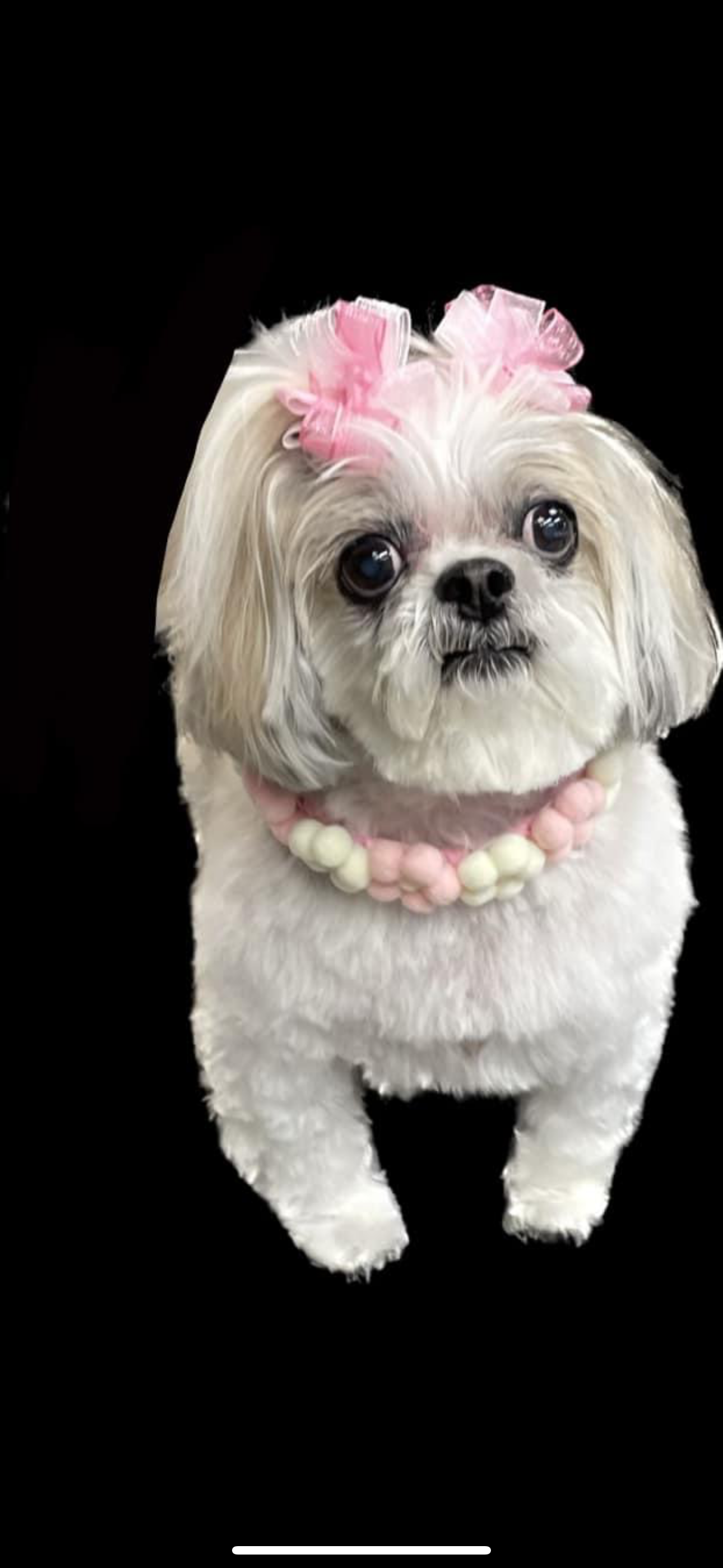 A small white dog with a pink bow on its head.
