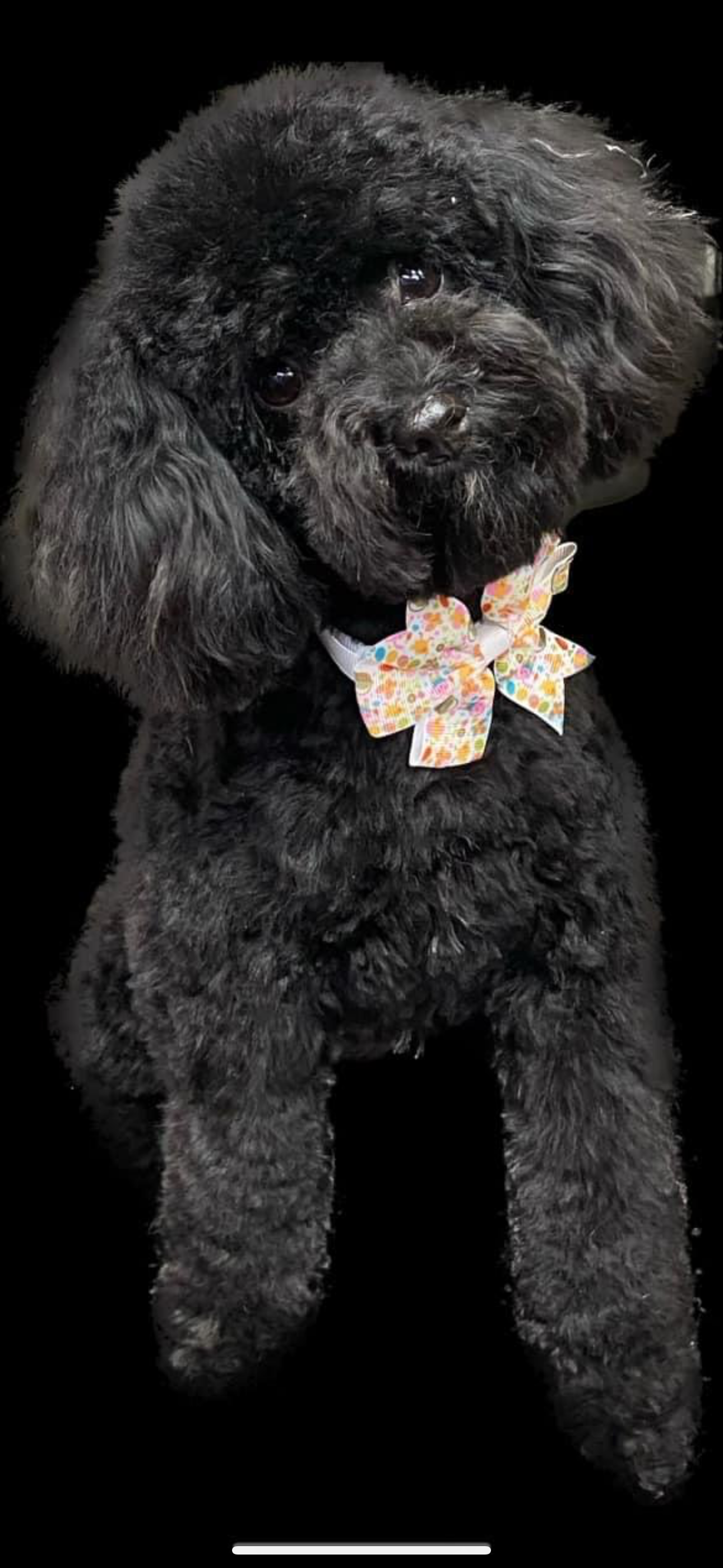 A black poodle wearing a bow tie on a black background.