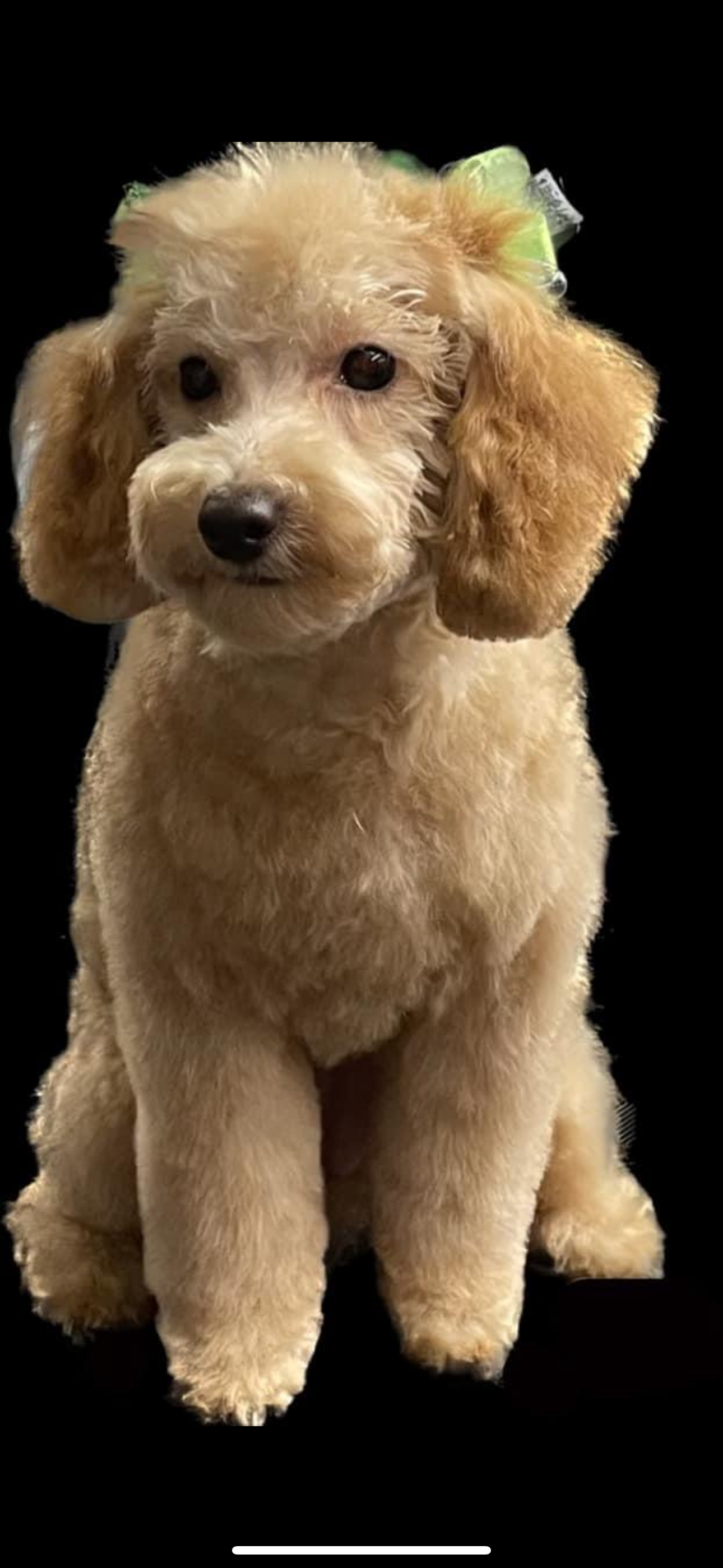 A small brown poodle with a green bow on its head is sitting on a black background.