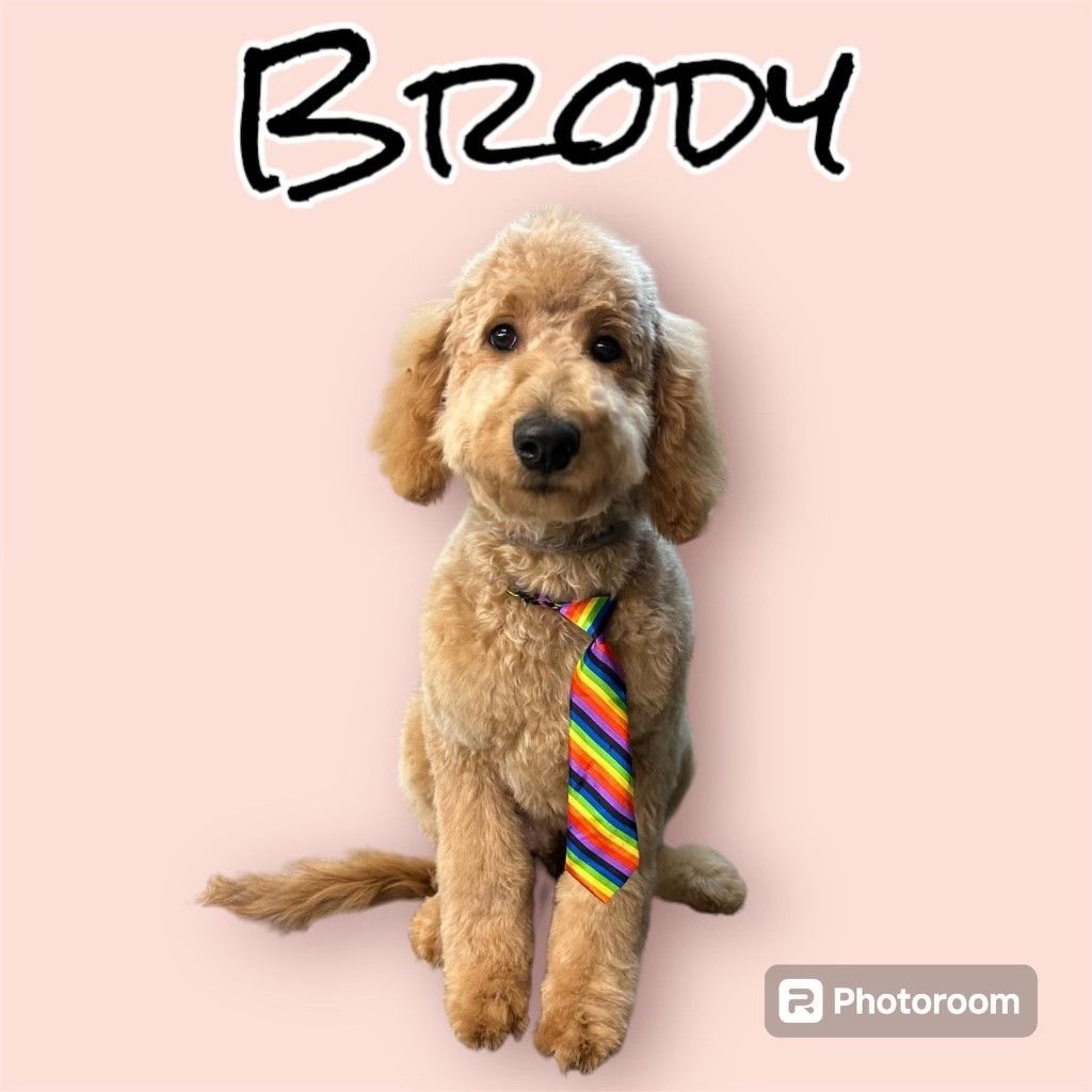 A brown dog wearing a rainbow tie is sitting on a pink background.