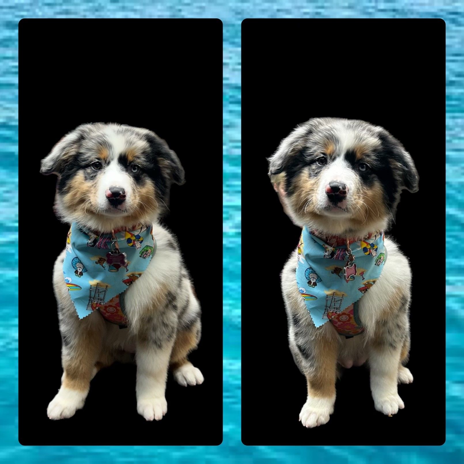 Two puppies wearing bandanas are sitting next to each other on a black background.
