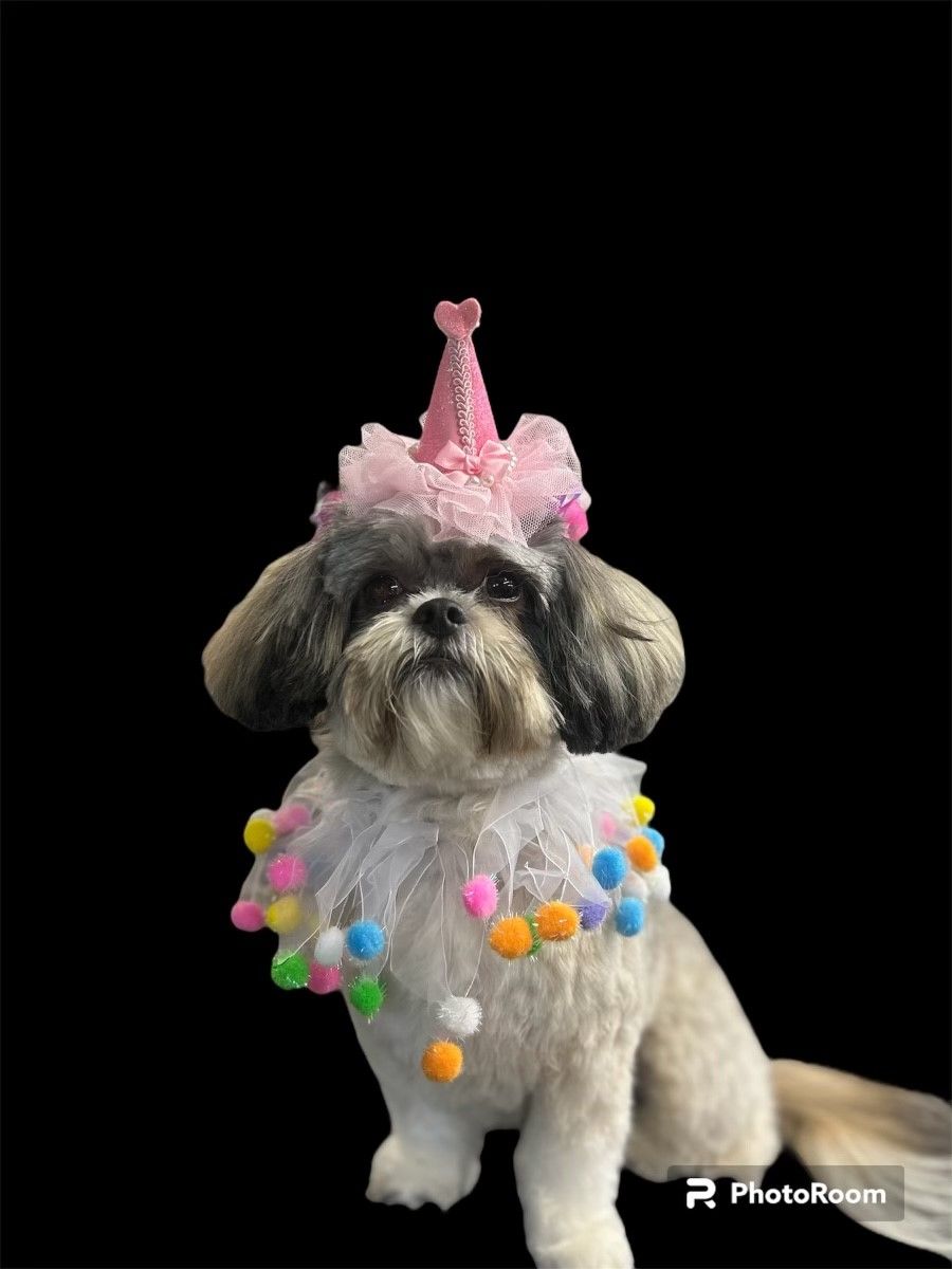 A small dog wearing a pink party hat and a collar with pom poms.