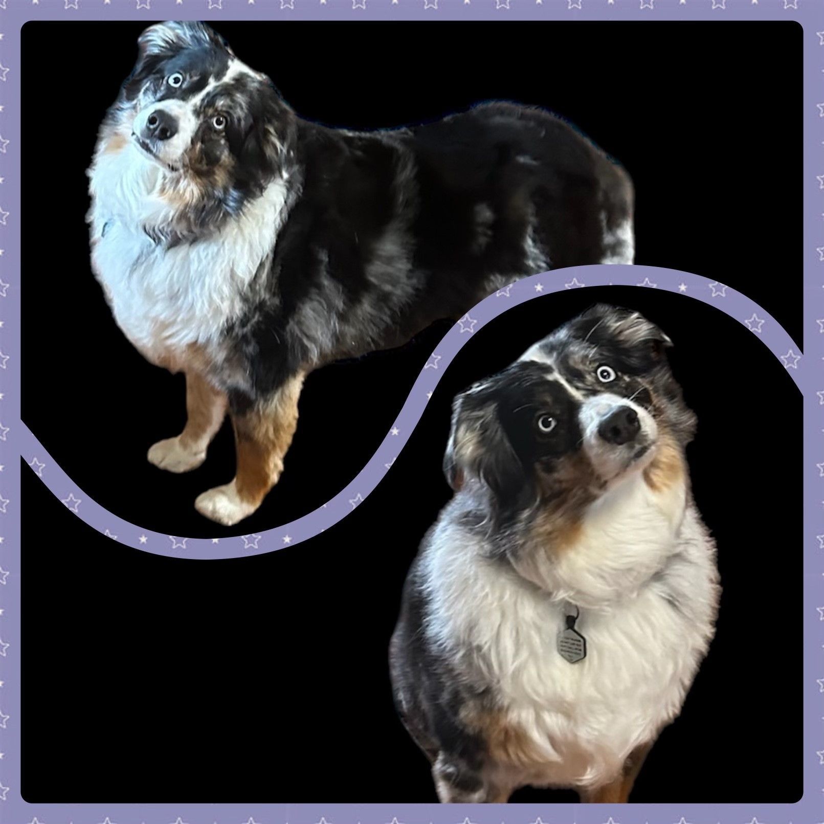 Two dogs are standing next to each other on a black background