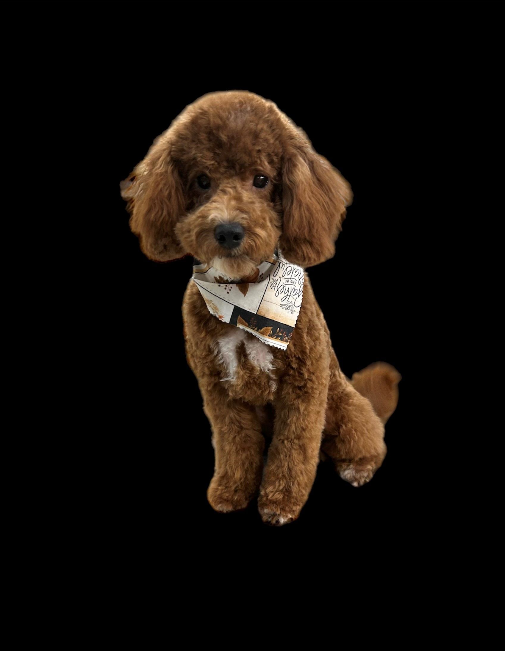 A small brown poodle wearing a bandana is sitting on a black background.