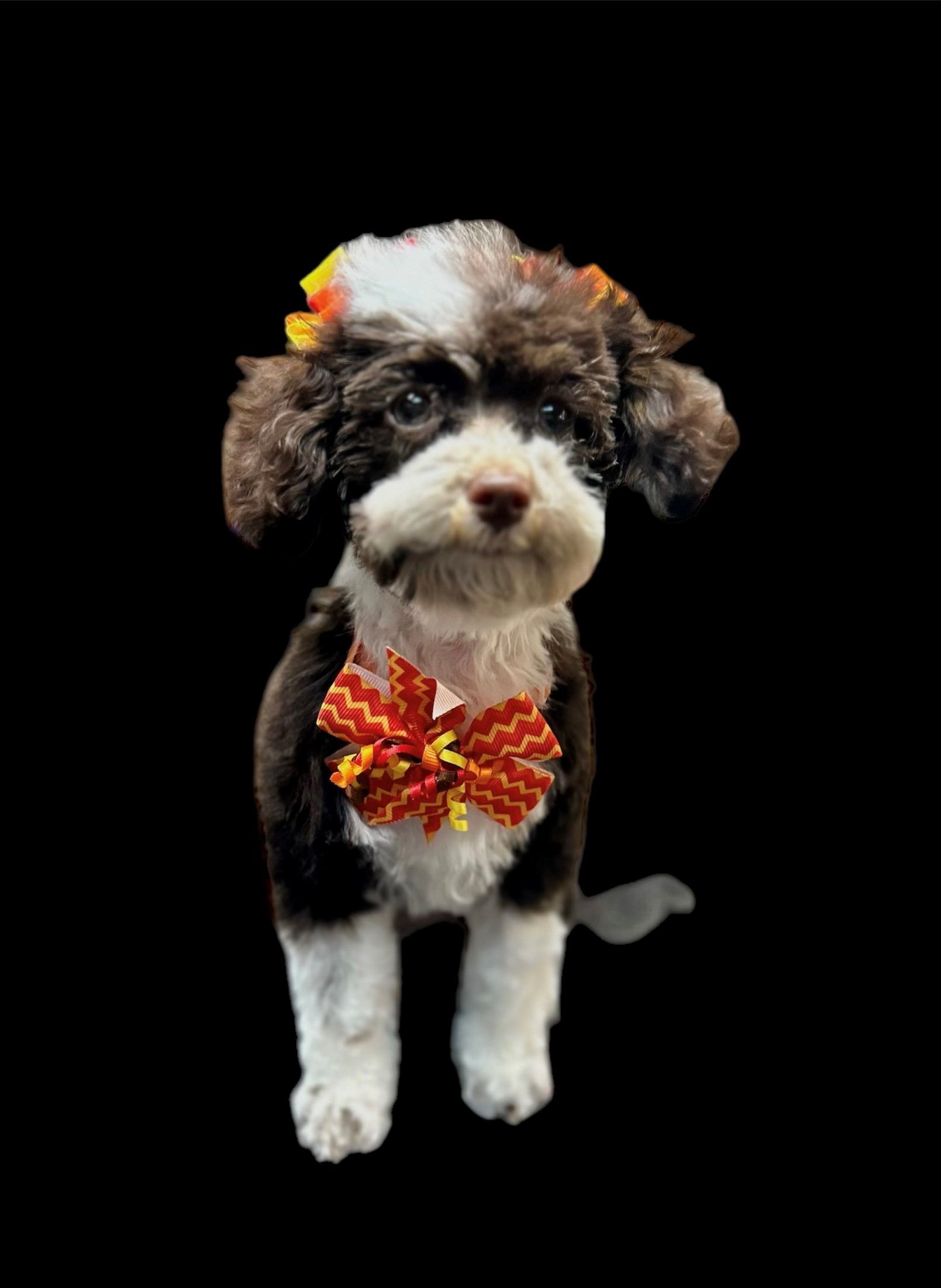 A brown and white dog wearing a bow tie and a flower on its head.