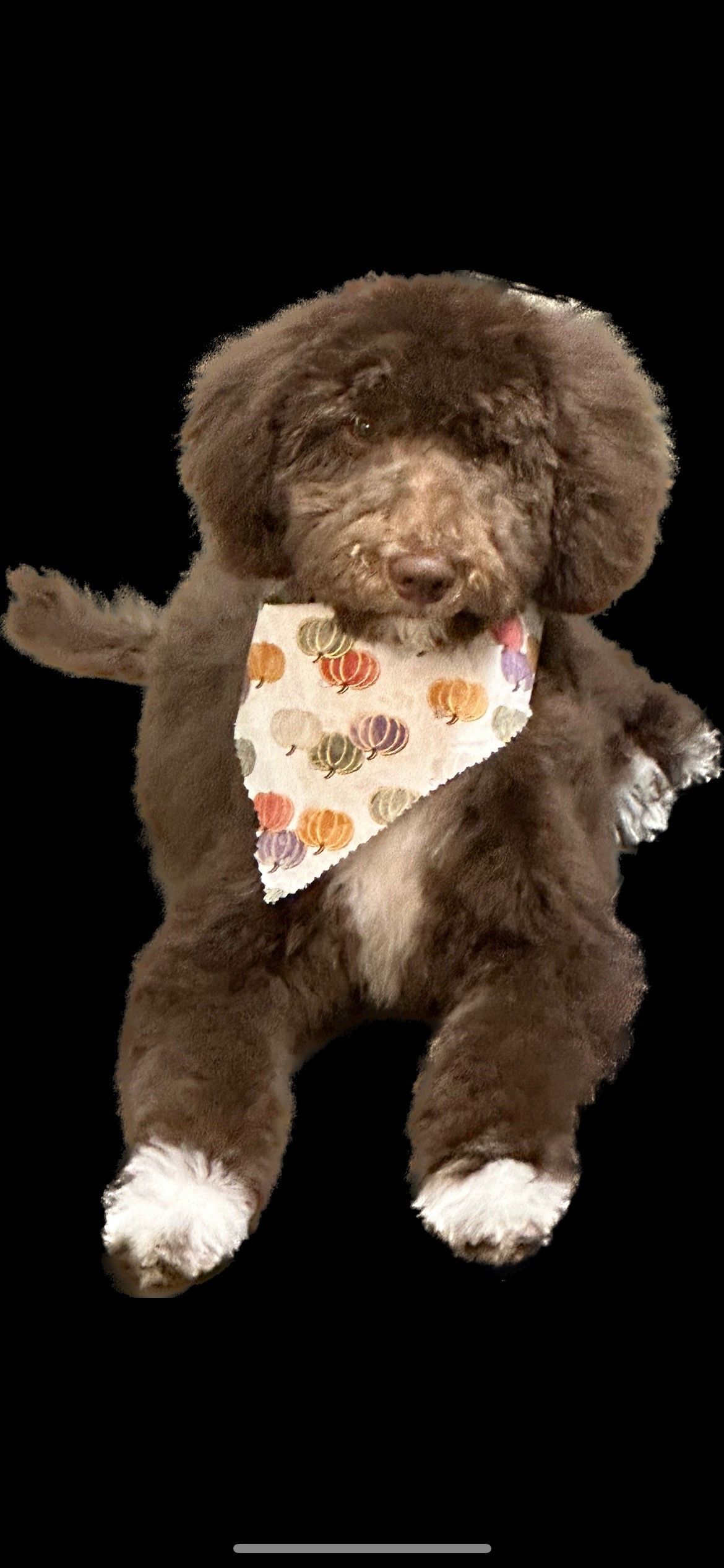 A brown dog wearing a bandana is laying down on a black background.