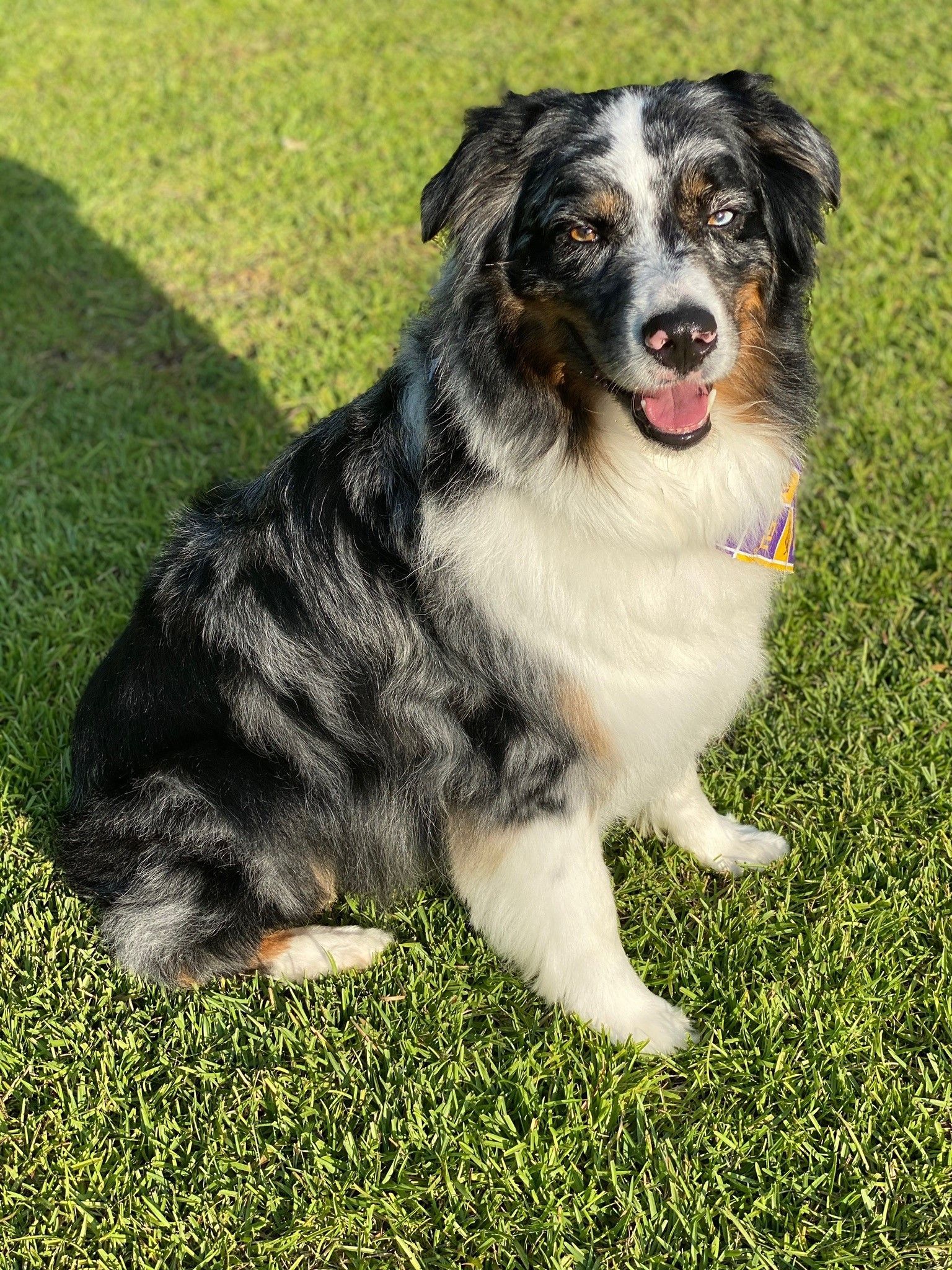 A dog is sitting on top of a lush green field.