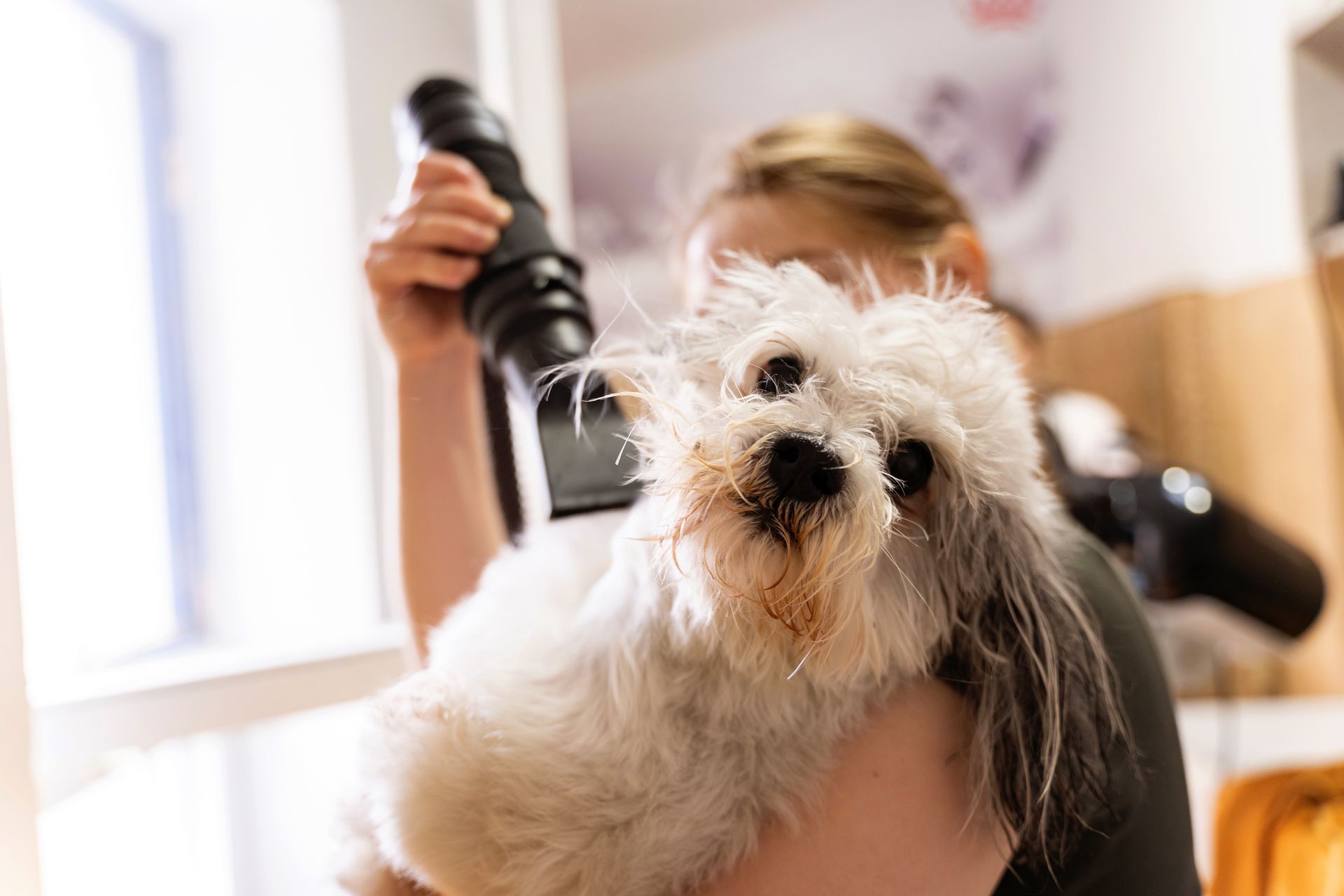 A woman is blow drying a small white dog with a hair dryer. A woman is blow drying a small white dog with a hair dryer.