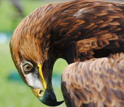 Golden eagle looking down, brown feathers, sharp beak, yellow accent, green background.