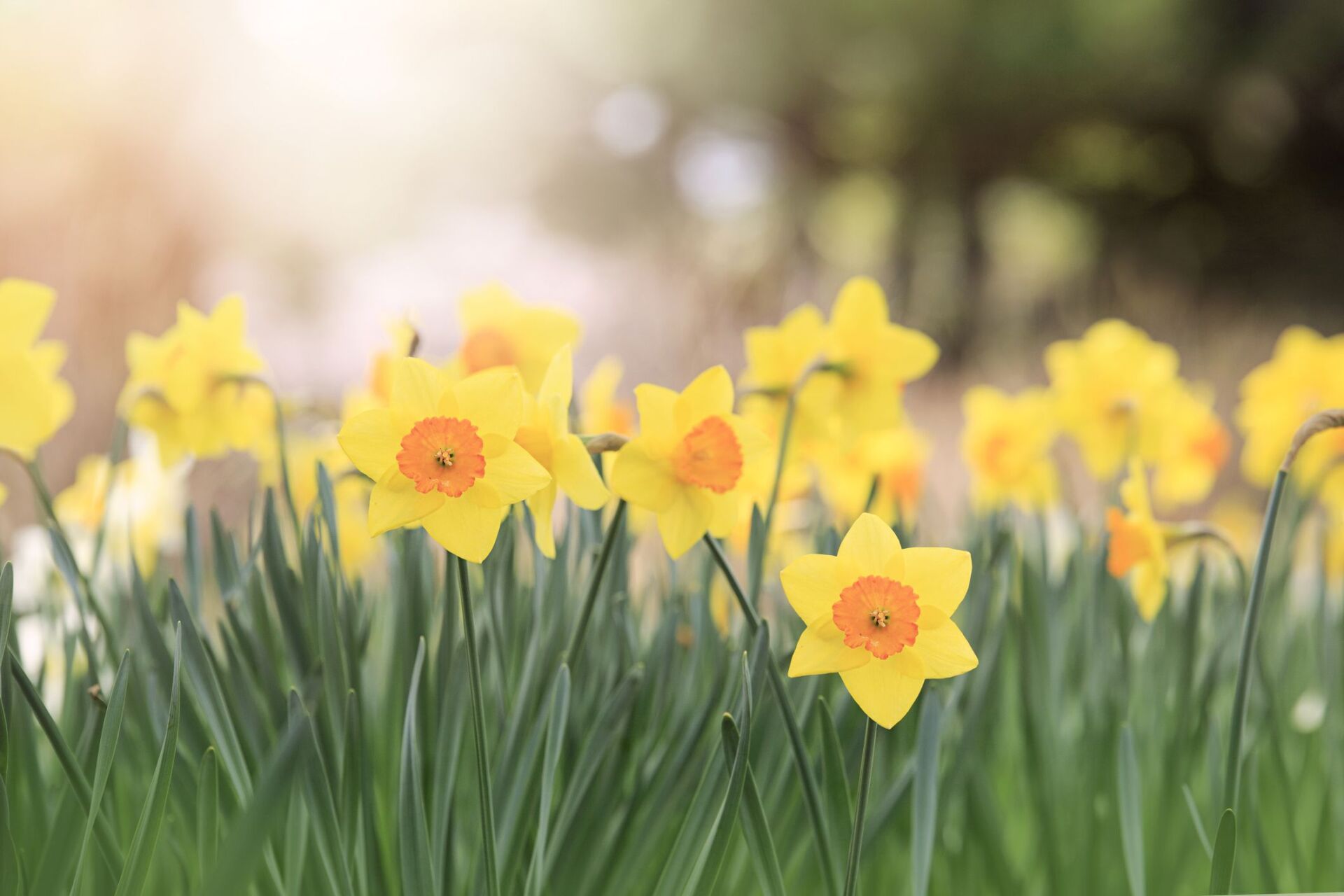 Yellow daffodils blooming in grass with soft sunlight and blurred background