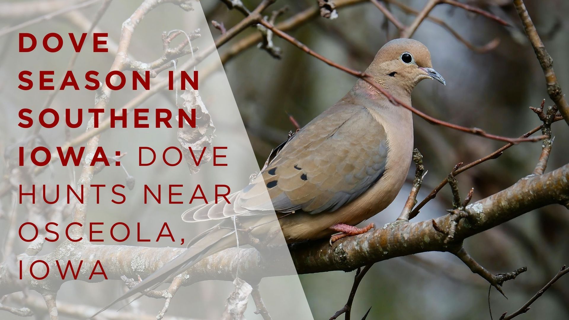 Dove perched on a branch; text reads 