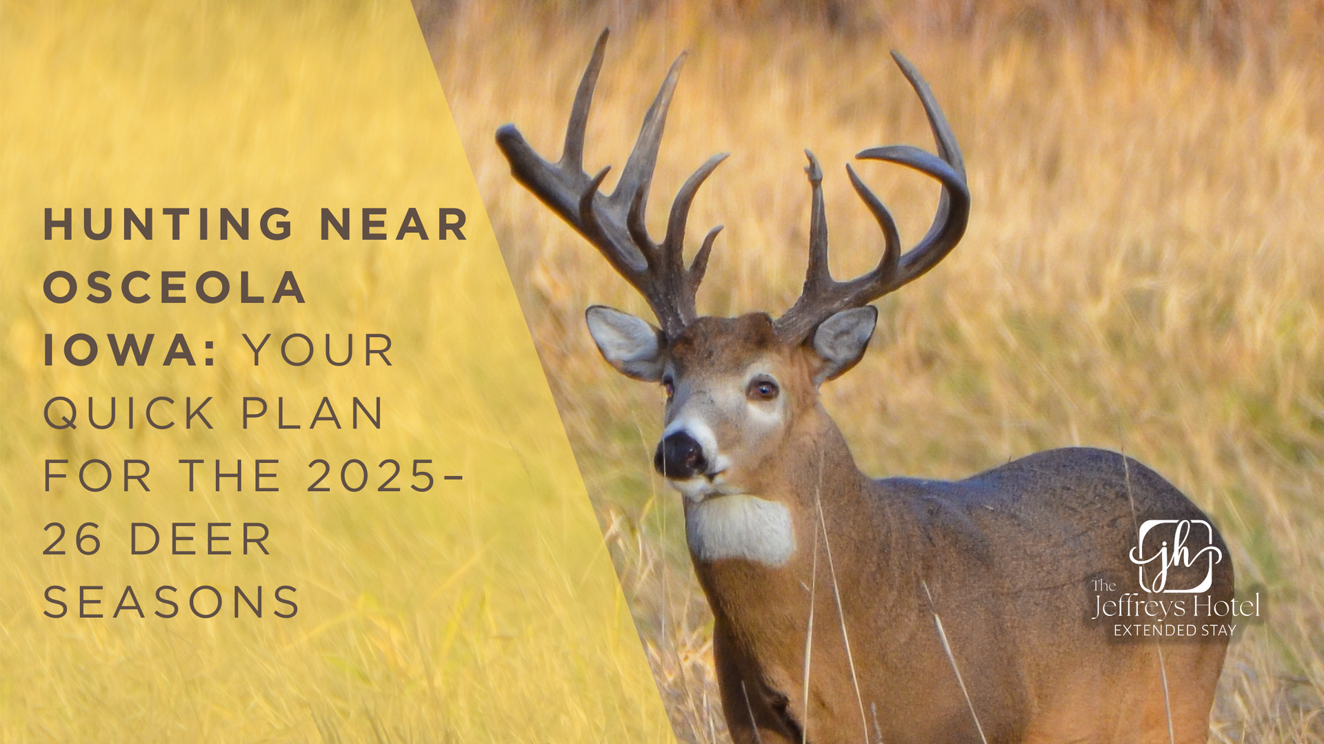 White-tailed deer buck in field; ad for hunting near Osceola, Iowa for the 2025-26 deer seasons.
