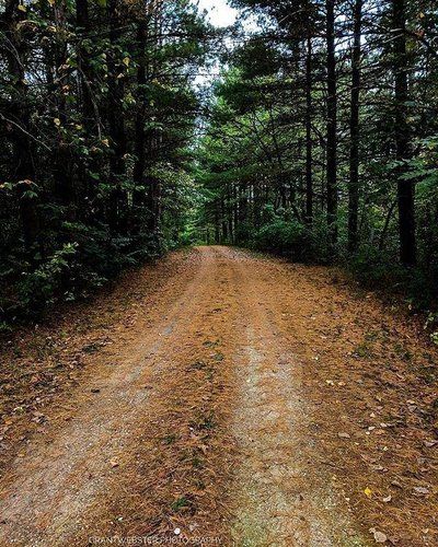 Dirt road through a forest of tall trees, with a view towards the end of the path.