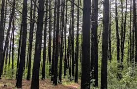 Tall, dark tree trunks in a forest, sunlight filtering through the canopy.