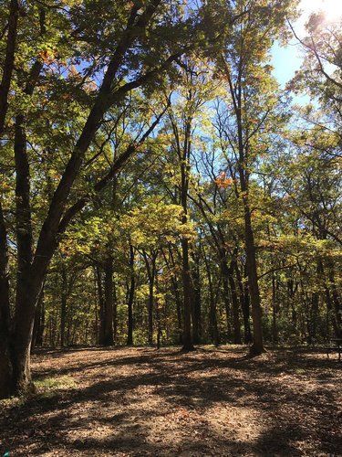 Sunlit forest with trees and fall foliage. Brown ground with shadows. Blue sky visible.