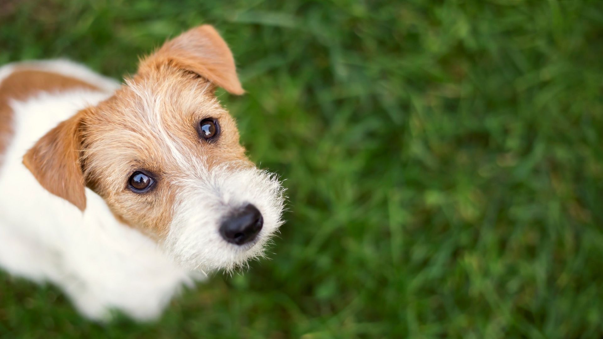 An image of a nice dog looking at the camera while standing in grassy area