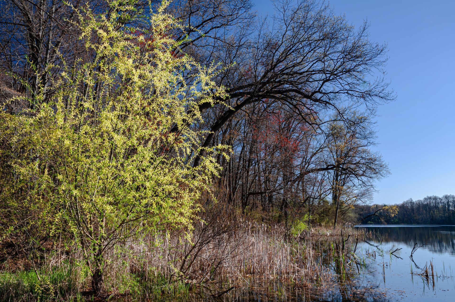 A lake surrounded by trees on a sunny day